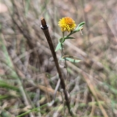 Chrysocephalum apiculatum at Tirrannaville, NSW - 19 Dec 2024