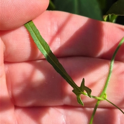 Convolvulus angustissimus subsp. angustissimus (Australian Bindweed) at Tarago, NSW - 19 Dec 2024 by clarehoneydove