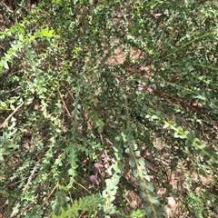 Acacia pravissima at Tirrannaville, NSW - 19 Dec 2024 01:17 PM