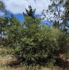 Acacia pravissima at Tirrannaville, NSW - 19 Dec 2024 01:17 PM