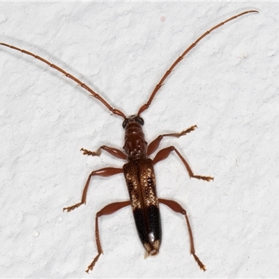 Coptocercus aberrans (Aberrans longhorn beetle) at Melba, ACT - 16 Dec 2024 by kasiaaus