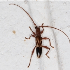 Coptocercus aberrans at Melba, ACT - 16 Dec 2024