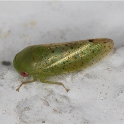 Batracomorphus sp. (genus) (An Iassinae leafhopper) at Melba, ACT - 16 Dec 2024 by kasiaaus