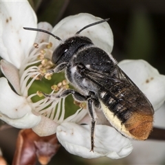 Megachile ferox (Resin bee) at Melba, ACT - 17 Dec 2024 by kasiaaus