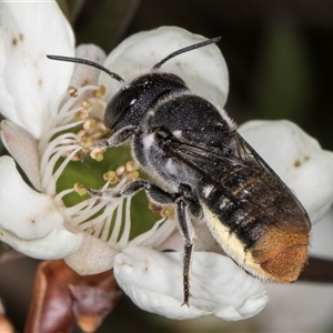 Megachile ferox at Melba, ACT - 17 Dec 2024