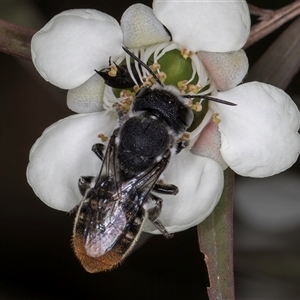 Megachile ferox at Melba, ACT - 17 Dec 2024