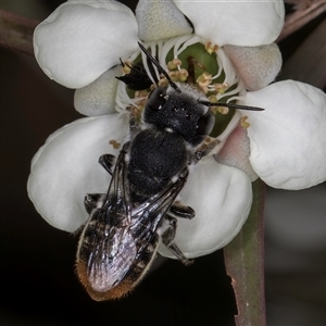 Megachile ferox at Melba, ACT - 17 Dec 2024