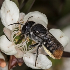 Megachile ferox at Melba, ACT - 17 Dec 2024