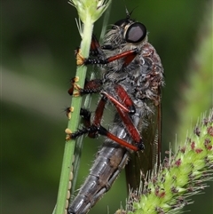 Neoaratus hercules (Herculean Robber Fly) at Acton, ACT - 17 Dec 2024 by TimL