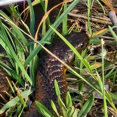 Notechis scutatus (Tiger Snake) at Wollogorang, NSW - 20 Dec 2024 by trevorpreston