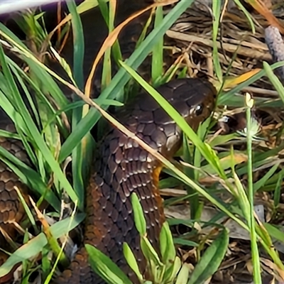 Pseudechis porphyriacus at Wollogorang, NSW - 19 Dec 2024 by trevorpreston