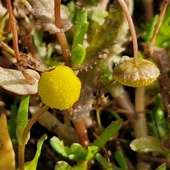 Cotula coronopifolia (Water Buttons) at Wollogorang, NSW - 19 Dec 2024 by trevorpreston