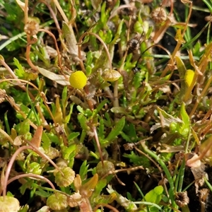 Cotula coronopifolia at Wollogorang, NSW - 20 Dec 2024 07:43 AM