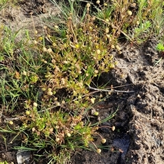 Cotula coronopifolia at Wollogorang, NSW - 20 Dec 2024