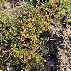 Cotula coronopifolia at Wollogorang, NSW - 20 Dec 2024 07:43 AM