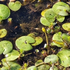 Nymphoides (genus) (A Marshwort) at Wollogorang, NSW - 20 Dec 2024 by trevorpreston