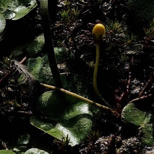 Nymphoides (genus) at Wollogorang, NSW - 20 Dec 2024 07:42 AM