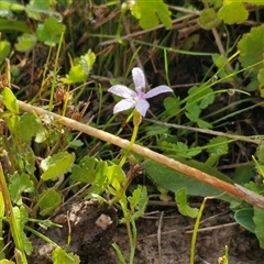 Isotoma fluviatilis subsp. australis at Wollogorang, NSW - 19 Dec 2024 by trevorpreston