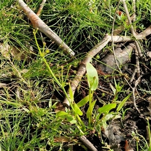 Damasonium minus at Wollogorang, NSW - 20 Dec 2024