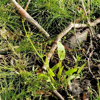 Damasonium minus (Starfruit) at Wollogorang, NSW - 19 Dec 2024 by trevorpreston