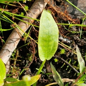 Damasonium minus at Wollogorang, NSW - 20 Dec 2024