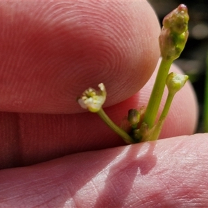 Damasonium minus at Wollogorang, NSW - 20 Dec 2024 07:38 AM