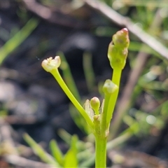 Damasonium minus at Wollogorang, NSW - 20 Dec 2024