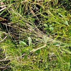 Lachnagrostis filiformis (Blown Grass) at Wollogorang, NSW - 20 Dec 2024 by trevorpreston