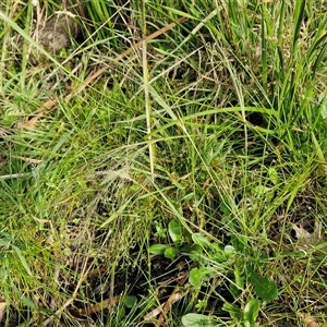 Lachnagrostis filiformis at Wollogorang, NSW - 20 Dec 2024