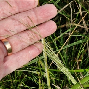 Lachnagrostis filiformis at Wollogorang, NSW - 20 Dec 2024 07:37 AM