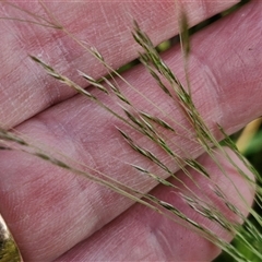 Lachnagrostis filiformis at Wollogorang, NSW - 20 Dec 2024