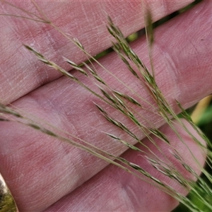 Lachnagrostis filiformis at Wollogorang, NSW - 20 Dec 2024