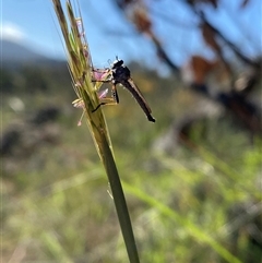 Cerdistus sp. (genus) (Slender Robber Fly) at Theodore, ACT - 20 Dec 2024 by Shazw