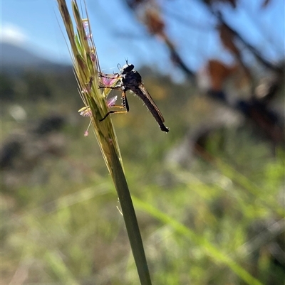 Cerdistus sp. (genus) (Slender Robber Fly) at Theodore, ACT - 19 Dec 2024 by Shazw