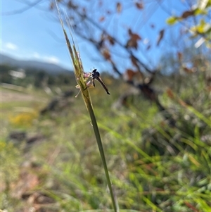 Cerdistus sp. (genus) at Theodore, ACT - 20 Dec 2024