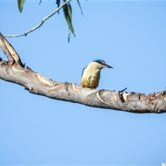 Todiramphus sanctus (Sacred Kingfisher) at Orangeville, NSW - 20 Dec 2024 by belleandjason