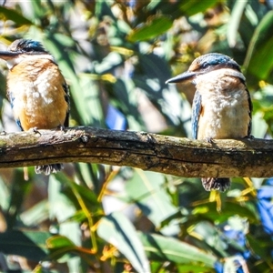 Todiramphus sanctus at Orangeville, NSW - 20 Dec 2024