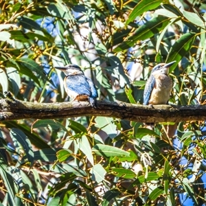 Todiramphus sanctus at Orangeville, NSW - 20 Dec 2024 09:17 AM