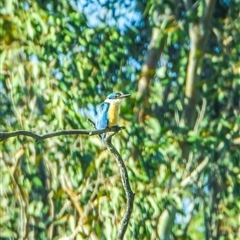 Todiramphus sanctus at Orangeville, NSW - 20 Dec 2024