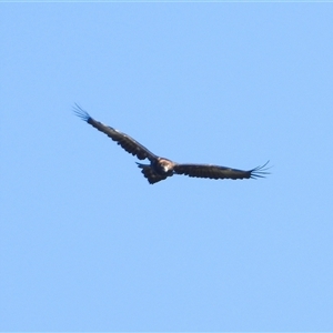 Aquila audax at Orangeville, NSW - 20 Dec 2024 09:26 AM