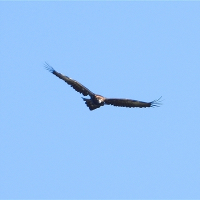 Aquila audax (Wedge-tailed Eagle) at Orangeville, NSW - 20 Dec 2024 by belleandjason