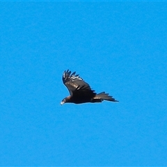Aquila audax at Orangeville, NSW - 20 Dec 2024 09:26 AM
