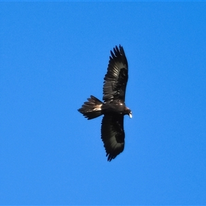 Aquila audax at Orangeville, NSW - 20 Dec 2024 09:26 AM