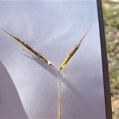 Hyparrhenia hirta (Coolatai Grass) at Theodore, ACT - 20 Dec 2024 by Shazw