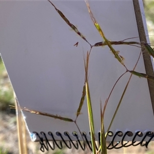 Hyparrhenia hirta at Theodore, ACT - 20 Dec 2024