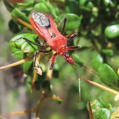 Gminatus australis (Orange assassin bug) at Strathnairn, ACT - 19 Dec 2024 by RobParnell