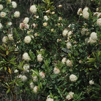 Pimelea ligustrina subsp. ciliata at Cotter River, ACT - 14 Dec 2024 by RAllen