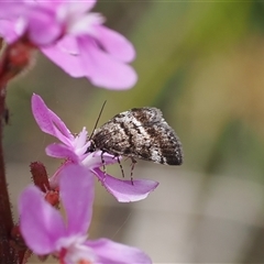 Asterivora (genus) at Cotter River, ACT - 14 Dec 2024 by RAllen