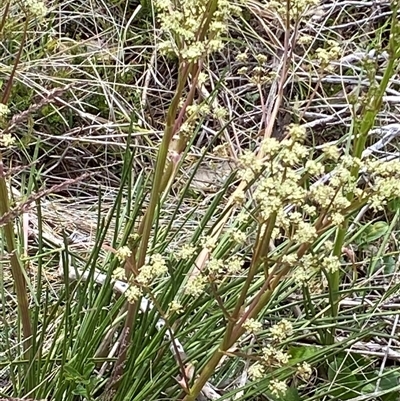 Aciphylla simplicifolia (Mountain Aciphyll) at Cotter River, ACT - 14 Dec 2024 by RAllen