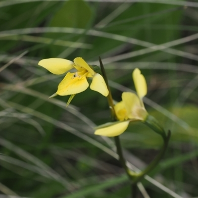 Diuris monticola (Highland Golden Moths) at Cotter River, ACT - 14 Dec 2024 by RAllen